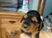 Beautiful show cocker spaniel puppys