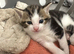 1x female kitten for sale