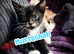 1 female 1 male kitten left!
