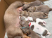 Miniature Dachshund puppies READY NOW