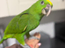Hand-Reared Yellow Naped Amazon