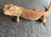 Adult male bearded dragon - rehome