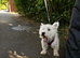 kc registered westie highland terrier girl for sale