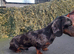 Miniture silver dapple dachshund stud