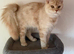 Female maine coon
