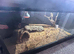 11month old bearded dragon