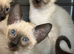 Pure Siamese (GCCF can be available)