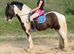 15.1/2H - 5Yo - Skewbald - Gelding - Clydsdale X Gypsy Cob - All Rounder