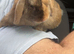 Mini lop x Vienna blue baby bunnies