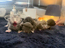 Mainecoon cross kittens