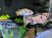 10 x Mixed Malawi Cichlids Mbuna for sale