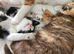 Beautiful Home-Raised BSH & Selkirk Rex Kittens