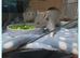 4 beautiful rats for sale. 2 boys , 2 girls with two tier large cage ect.