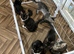 We have 9 gorgeous Maine coon kittens for re homing