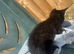 &pound;400 1f3female black smoke savanna with markings