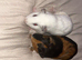 2 male guinea pigs