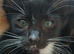 Stunning Siamese x Maine Coon Kittens - READY NOW