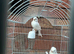 Pair of Pure white canaries for sale 2025