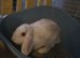 2 mini lop girls with enclosure