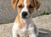 Traditional short-legged Jack Russell puppies.