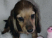 K.C. Reg. Longhaired Miniature Pups