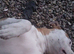 9 month Male American bulldog