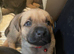 Rottweiler x mastiff cross puppies