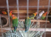 4 pairs off love bird