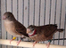 Breeding pair of cuthroat finches