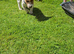 Beautiful little jackawawa dog last one
