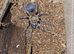 Tarantulas collection for sale