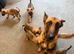 Belgian Mali pups 2 left!