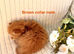 Hypoallergenic Pedigree Siberian kittens