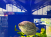 XL Opaline Gourami (Trichopodus trichopterus)