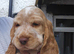 Kc show cocker spaniel pet home only