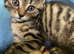 4 Tabby kittens