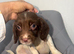 Springer spaniels last 3