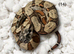 2026 baby boas - hypo motley, hypo, motley 66% het paradise/silverbullet