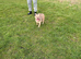 Fluffy French bulldog