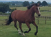 3 year old registered irish draught mare.