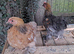 Young Pekin Bantam Pair