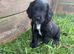 Ready to Leave KC Registered Cocker Spaniel Puppy For Sale