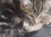 4 kittens girls left