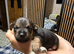 Jack Russel & pinscher