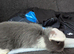 5 French lop