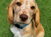 Golden - with roan points WCS puppy
