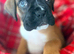 Beautiful bouncy boxer babies