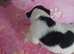 Beautiful wire fox terrier puppies 3 girls left