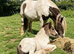 Quality Shire X Traditional Skewbald Filly to make over 15 hands in Abergavenny