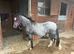 Reg& gelded, vacc welsh sec A- well handoed